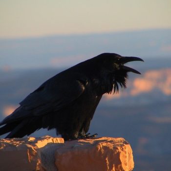 Mobile User Habits Have Evolved from Goldfish to Ravens