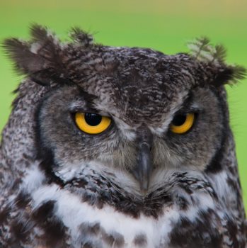 'Project Owl': Google Launch New Quality Improvements – But Do They Go Far Enough?