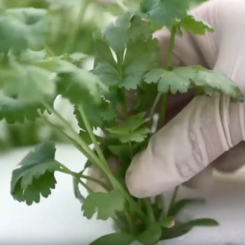 Weekly Focus APAC: JD.com Seeds Food Production Business with Hydroponic Plant