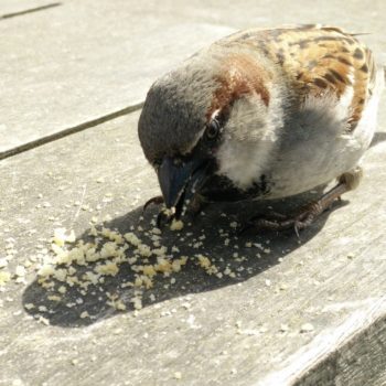 Bird Crumbs
