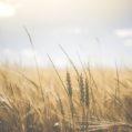 Wheat