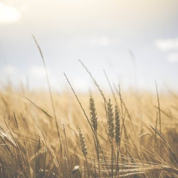 Wheat