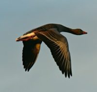 Nurturing the Golden Goose of CTV