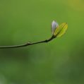 Shoots