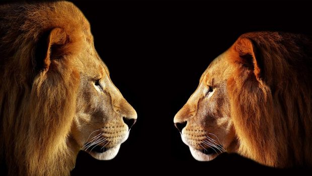 Virtuous Advertising: Interview with Remi Lemonnier, Scibids Lion
