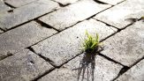 Grass in Street